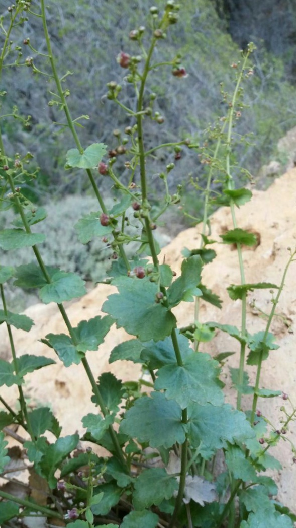 گل میمونی ضخیم - معرفی گیاهان بومی ایران